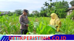 Lahan Kelompok Wanita Tani Desa Pulau Jambu Terus Monitor oleh Bhabinkamtibmas Polsek Bangkinang Barat untuk Pastikan Tanaman Jagung Pipil Bagus