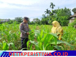 Lahan Kelompok Wanita Tani Desa Pulau Jambu Terus Monitor oleh Bhabinkamtibmas Polsek Bangkinang Barat untuk Pastikan Tanaman Jagung Pipil Bagus