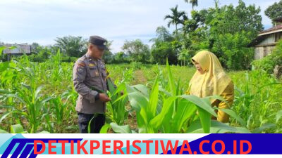 Lahan Kelompok Wanita Tani Desa Pulau Jambu Terus Monitor oleh Bhabinkamtibmas Polsek Bangkinang Barat untuk Pastikan Tanaman Jagung Pipil Bagus