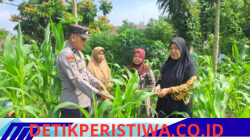 Dukung Ketahanan Pangan Personil Polsek Bangkinang Barat Cek Kontrol Tanaman Jagung Di Desa Pulau Jambu