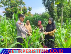 Dukung Ketahanan Pangan Personil Polsek Bangkinang Barat Cek Kontrol Tanaman Jagung Di Desa Pulau Jambu