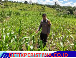 Polisi Cinta Petani Pengecekan Lahan Jagung oleh Personil Polsek Bangkinang Barat Desa Siabu