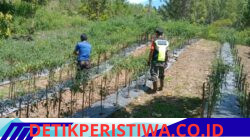 Babinsa Sertu Yogi Turun ke Kebun, Perkuat Semangat Petani Cabai di Kecamatan Linge