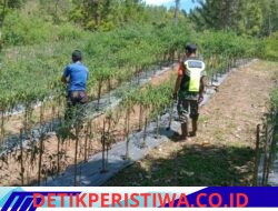 Babinsa Sertu Yogi Turun ke Kebun, Perkuat Semangat Petani Cabai di Kecamatan Linge
