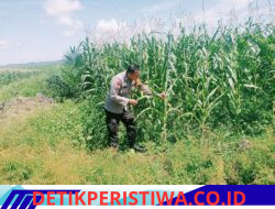 Dukung Swasembada Pangan Polsek Bangkinang Barat Terus Lakukan Cek Perkembangan Pertumbuhan Jagung Pipil Kuartal I di PT Simas Sawit Aliantan