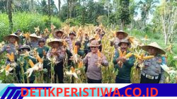 Dukungan Ketahanan Pangan Nasional, Kapolsek Rendang Pimpin Langsung Panen Jagung di Banjar Dinas Batang, Desa Besakih, Kec. Rendang