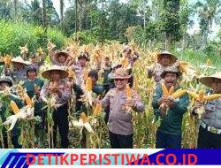 Dukungan Ketahanan Pangan Nasional, Kapolsek Rendang Pimpin Langsung Panen Jagung di Banjar Dinas Batang, Desa Besakih, Kec. Rendang
