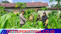 Bhabinkamtibmas Desa Empat Balai dan Desa Pulau Jambu Aktif Dampingi Petani Jagung demi Ketahanan Pangan