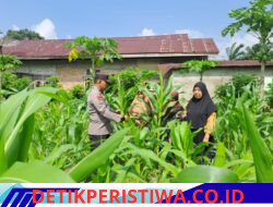 Bhabinkamtibmas Desa Empat Balai dan Desa Pulau Jambu Aktif Dampingi Petani Jagung demi Ketahanan Pangan