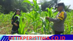 Polisi Bangkinang Barat Rutin Pantau Perkembangan Jagung Pipil di Desa Pulau Jambu