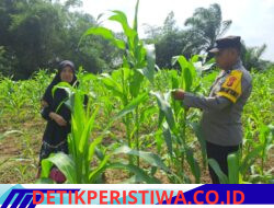 Polisi Bangkinang Barat Rutin Pantau Perkembangan Jagung Pipil di Desa Pulau Jambu