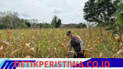 Dukung Ketahanan bhabinkamtibmas Polsek Belitang III Laksanakan Pengecekan Lahan Ketahanan Pangan