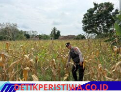Dukung Ketahanan bhabinkamtibmas Polsek Belitang III Laksanakan Pengecekan Lahan Ketahanan Pangan