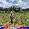 Polsek Bangkinang Aipda Syamsir, S.E Monitoring Lahan Ketahanan Pangan Jagung Pipil di Desa Siabu