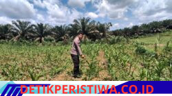 Polsek Bangkinang Aipda Syamsir, S.E Monitoring Lahan Ketahanan Pangan Jagung Pipil di Desa Siabu