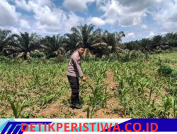 Polsek Bangkinang Aipda Syamsir, S.E Monitoring Lahan Ketahanan Pangan Jagung Pipil di Desa Siabu
