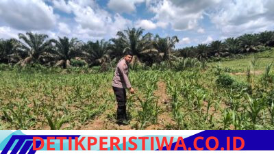 Polsek Bangkinang Aipda Syamsir, S.E Monitoring Lahan Ketahanan Pangan Jagung Pipil di Desa Siabu