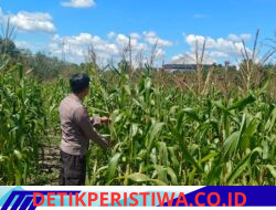 Polsek Bangkinang Barat dan Petani Aktif Memelihara Tanaman Jagung Pipil di Desa Salo Timur