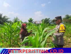 Dukung Ketahanan Pangan, Polsek Bangkinang Barat Rutin Bantu Petani Rawat Jagung Pipil