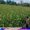 Polsek Bangkinang Barat Aktif Dampingi Petani Laksanakan Pemeliharaan Tanaman Jagung Pipil Salo Timur