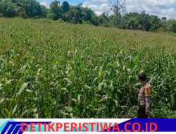 Polsek Bangkinang Barat Aktif Dampingi Petani Laksanakan Pemeliharaan Tanaman Jagung Pipil Salo Timur