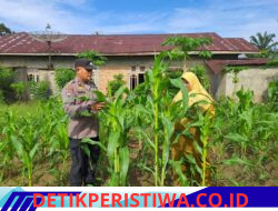 Polsek Bangkinang Barat Tinjau Lahan Jagung di Pulau Jambu, Dukung Program Ketahanan Pangan