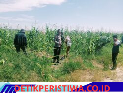 Polsek Bangkinang Barat Terus Lakukan Pendampingan Petani Pemeliharaan Tanaman Jagung di Desa Batu Langkah Kecil.