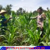 Prioritas Ketahan Pangan Bhabinkamtibmas Polsek Bangkinang Barat Ritun dan Aktif Pendampingan Petani Rawat Tanaman Jagung