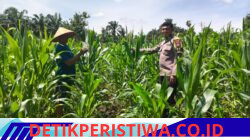 Prioritas Ketahan Pangan Bhabinkamtibmas Polsek Bangkinang Barat Ritun dan Aktif Pendampingan Petani Rawat Tanaman Jagung