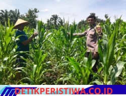 Prioritas Ketahan Pangan Bhabinkamtibmas Polsek Bangkinang Barat Ritun dan Aktif Pendampingan Petani Rawat Tanaman Jagung