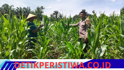 Prioritas Ketahan Pangan Bhabinkamtibmas Polsek Bangkinang Barat Ritun dan Aktif Pendampingan Petani Rawat Tanaman Jagung