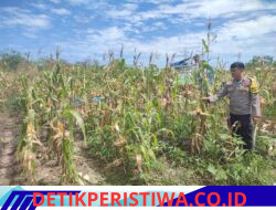 Ketahan Pangan Desa Salo Timur Terus di Rawat oleh Personel Polsek Bangkinang Barat