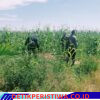 Cek Perkembangan Jagung di PT. Simas Sawit Aliantan Polsek Bangkinang Barat Mengharapkan Hasil Maksimal