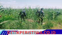 Cek Perkembangan Jagung di PT. Simas Sawit Aliantan Polsek Bangkinang Barat Mengharapkan Hasil Maksimal