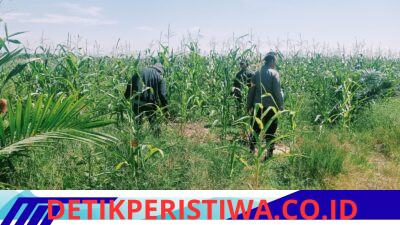 Cek Perkembangan Jagung di PT. Simas Sawit Aliantan Polsek Bangkinang Barat Mengharapkan Hasil Maksimal