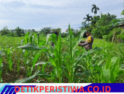 Aktif Bhabinkamtibmas Cek Tanaman Jagung Desa Binaan, Dalam Rangka Dukung Ketahanan Pangan Nasional