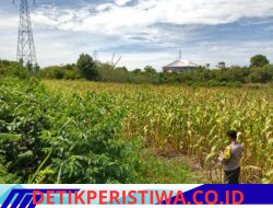 Polsek Bangkinang Barat Terus Berikan Pendampingan Petani di Desa Salo Timur untuk Perawatan Pertumbuhan Jagung Swasembada Pangan