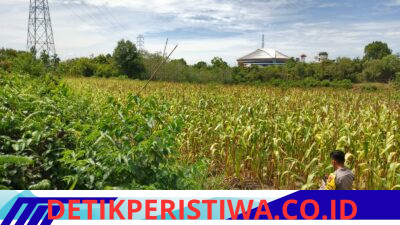 Polsek Bangkinang Barat Terus Berikan Pendampingan Petani di Desa Salo Timur untuk Perawatan Pertumbuhan Jagung Swasembada Pangan