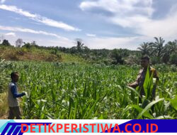 Bhabinkamtibmas Polsek Bangkinang Barat Aipda Syamsir Terus Pantau Perkembangan Tumbuhan Jagung di Desa Siabu