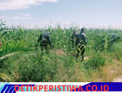 Cek Rutin Perkembangan Tumbuhan Jagung Terus Dilaksanakan oleh Personel Polsek Bangkinang Barat