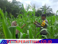 Personel Polsek Bangkinang Barat Terus Laksanakan Pendampingan Terhadap Petani Pemeliharaan Tanaman Jagung