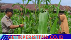 Aktif dan Rutin Polsek Bangkinang Barat Rawat Pertumbuhan Jagung Desa Pulau Jambu