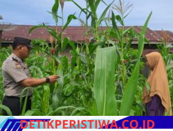 Aktif dan Rutin Polsek Bangkinang Barat Rawat Pertumbuhan Jagung Desa Pulau Jambu