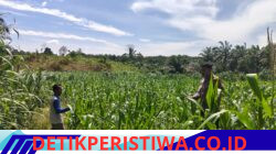 Pendampingan Pemeliharaan Tanaman Jagung Personel Polsek Bangkinang Barat Wujudkan Swasembada Pangan Nasional 2026