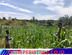 Pendampingan Pemeliharaan Tanaman Jagung Personel Polsek Bangkinang Barat Wujudkan Swasembada Pangan Nasional 2026