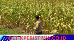 Wujudkan Swasembada Pangan Nasional Polsek Bangkinang Barat Pantau dan Cek Perkembangan Jagung di Desa Salo Timur