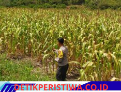 Wujudkan Swasembada Pangan Nasional Polsek Bangkinang Barat Pantau dan Cek Perkembangan Jagung di Desa Salo Timur