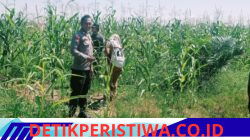 Aktif dan Rutin Pantau Perkembangan Tanaman Jagung Pipil Kuartal I PT Simas Sawit Aliantan oleh Bhabinkamtibmas polsek Bangkinang Barat