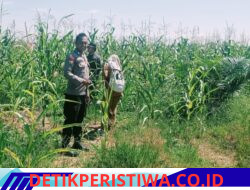 Aktif dan Rutin Pantau Perkembangan Tanaman Jagung Pipil Kuartal I PT Simas Sawit Aliantan oleh Bhabinkamtibmas polsek Bangkinang Barat