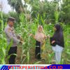 Bhabinkamtibmas Polsek Bangkinang Barat Monitor Lahan Ketahanan Pangan Desa Pulau Jambu